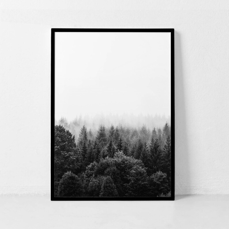 May include: Black and white photograph of a forest with fog in the background. The trees are tall and slender, and the fog creates a sense of mystery and depth.