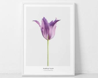 Purple Tulip Print, Purple Flower Photography, Tulip Print, Tulip Photography, Botanical Print, Flower,Scandinavian Wall Print