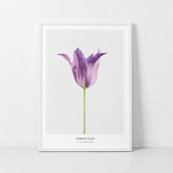 Purple Tulip Print, Purple Flower Photography, Tulip Print, Tulip Photography, Botanical Print, Flower,Scandinavian Wall Print