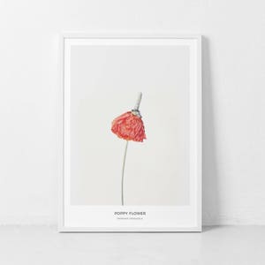 Red Poppy Print, Flowers Wall Art, Botanical Wall Art, Botanical Home Decor, Flower Photography, Minimalist Art, Bedroom Decor, Poppies