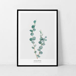 Pode incluir: Uma impress&atilde;o bot&acirc;nica emoldurada que apresenta um ramo de eucalipto cinerea, tamb&eacute;m conhecido como eucalipto d&oacute;lar de prata. A impress&atilde;o tem um fundo branco e uma moldura preta. O texto "Eucalyptus" e "Eucalyptus Cinerea" est&aacute; impresso abaixo da imagem.