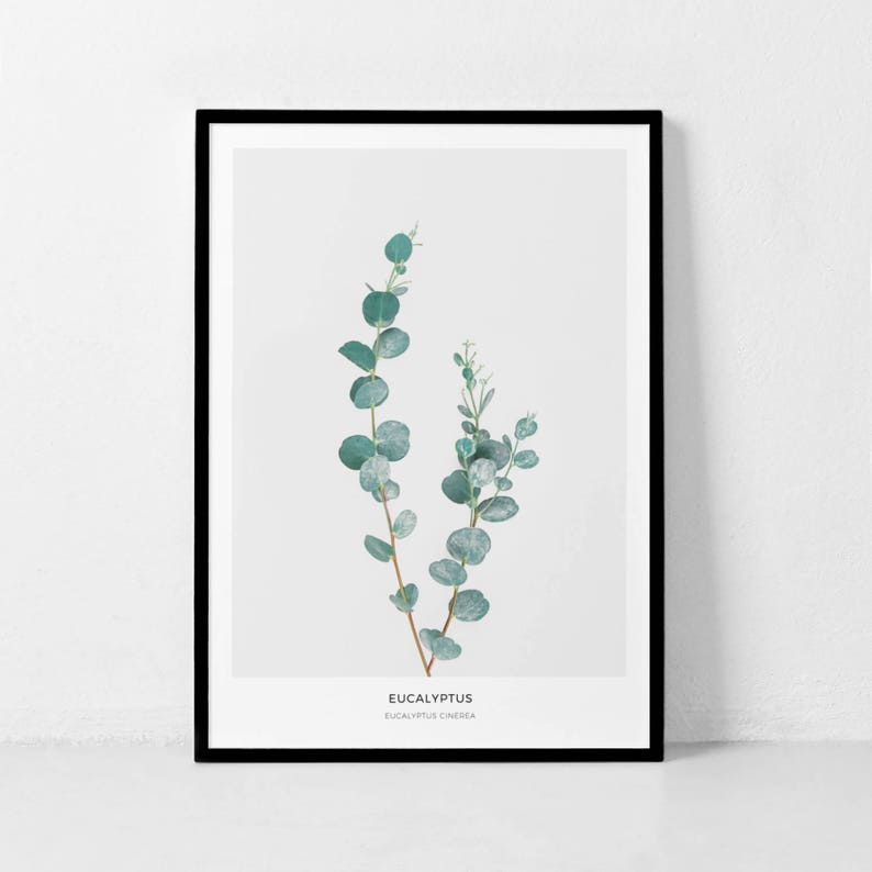 Pode incluir: Uma impress&atilde;o bot&acirc;nica emoldurada que apresenta um ramo de eucalipto cinerea, tamb&eacute;m conhecido como eucalipto d&oacute;lar de prata. A impress&atilde;o tem um fundo branco e uma moldura preta. O texto "Eucalyptus" e "Eucalyptus Cinerea" est&aacute; impresso abaixo da imagem.