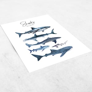 Puede incluir: Una ilustraci&oacute;n de acuarela de diferentes tipos de tiburones, etiquetada como "Sharks Selachii". La ilustraci&oacute;n presenta un tibur&oacute;n de arrecife de punta blanca, un tibur&oacute;n martillo, un tibur&oacute;n zorro, un tibur&oacute;n tigre y un tibur&oacute;n ballena.