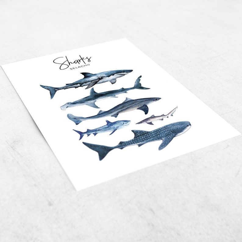 Puede incluir: Una ilustraci&oacute;n de acuarela de diferentes tipos de tiburones, etiquetada como "Sharks Selachii". La ilustraci&oacute;n presenta un tibur&oacute;n de arrecife de punta blanca, un tibur&oacute;n martillo, un tibur&oacute;n zorro, un tibur&oacute;n tigre y un tibur&oacute;n ballena.