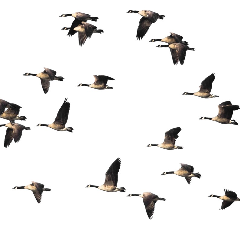 K&ouml;nnte beinhalten: Eine Schar kanadischer G&auml;nse fliegt in Formation vor einem wei&szlig;en Hintergrund. Die G&auml;nse fliegen in V-Form mit ausgebreiteten Fl&uuml;geln.