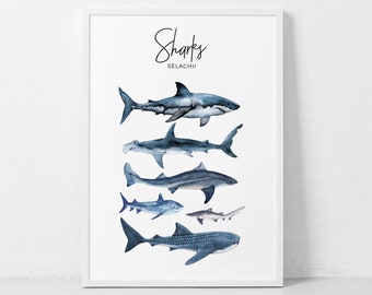 Shark Poster, Shark Printable, Shark Species Print, Aquarel Haaien, Shark Nursery Poster, Kids Room Decor, Boy Nursery Artwork, Selachii