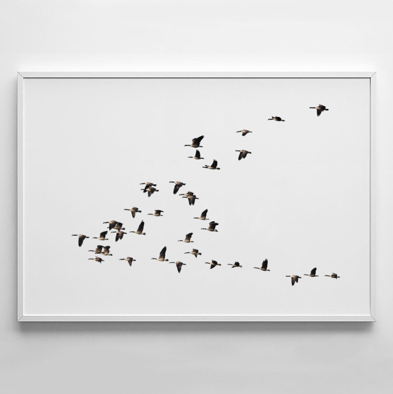 K&ouml;nnte beinhalten: Ein Schwarzwei&szlig;foto einer G&auml;nseformation, die vor einem wei&szlig;en Hintergrund fliegt. Die G&auml;nse fliegen in V-Form, mit dem Anf&uuml;hrer vorne und dem Rest der Formation dahinter.
