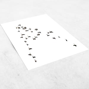 K&ouml;nnte beinhalten: Eine Schar G&auml;nse, die in V-Formation vor einem wei&szlig;en Hintergrund fliegt.