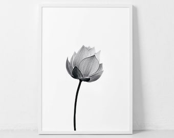 Lotus Flowers Photo, Black and White Flower, Botanical Print, Modern Flower Art, Lotus Flower Print, Scandinavian Wall Print, Nordic Print