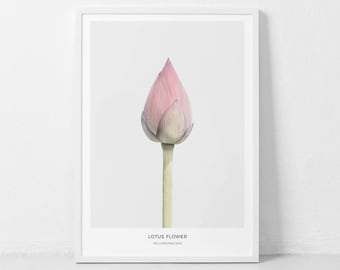 Lotus Flower Print, Lotus Flowers Photo, Flowers Wall Art, Modern Flower Art, Yoga Art Prints, Botanical Print, Scandinavian Wall Print