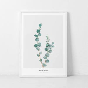 Könnte beinhalten: Ein gerahmter Druck einer botanischen Illustration mit einem Zweig Eukalyptusblätter in Grüntönen vor weißem Hintergrund. Der Text "Eucalyptus Eucalyptus Cinerea" ist unter dem Bild gedruckt.