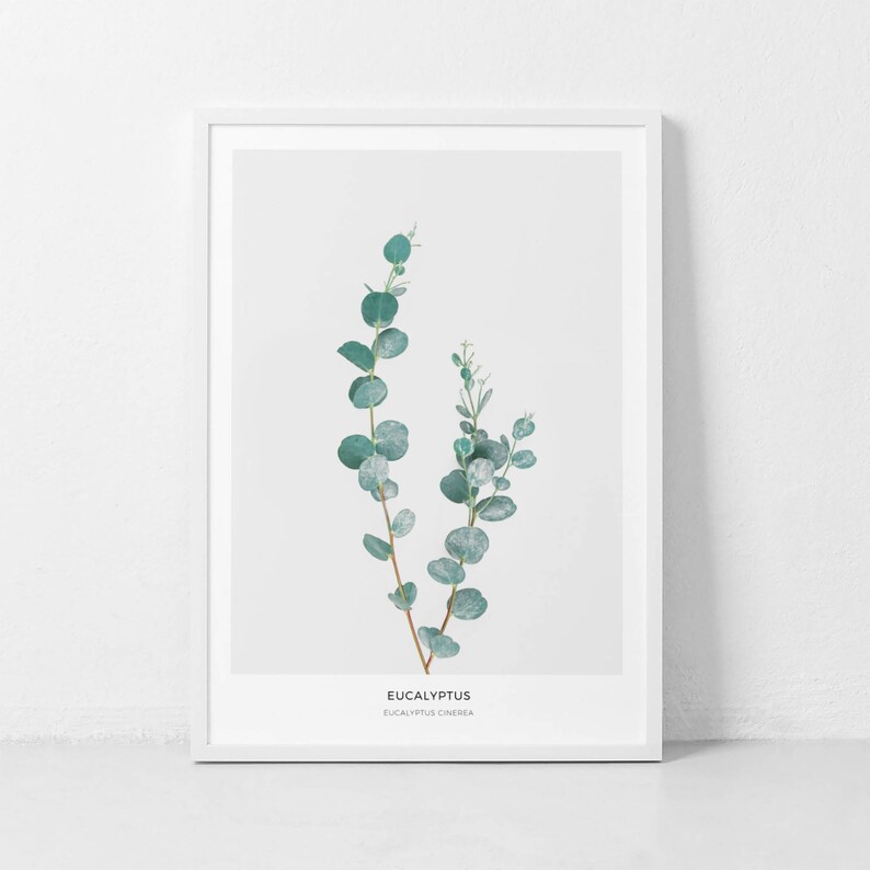 Pode incluir: Uma impress&atilde;o emoldurada de uma ilustra&ccedil;&atilde;o bot&acirc;nica com um ramo de folhas de eucalipto em tons de verde sobre um fundo branco. O texto "Eucalyptus Eucalyptus Cinerea" est&aacute; impresso abaixo da imagem.