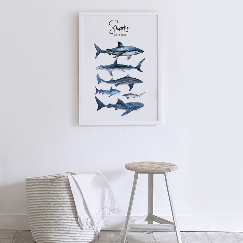 Puede incluir: Una impresi&oacute;n enmarcada con la palabra "Sharks" y el nombre cient&iacute;fico "Selachii" en texto negro. La impresi&oacute;n presenta seis tipos diferentes de tiburones en ilustraciones de acuarela.