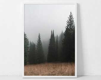 May include: A framed print featuring a misty forest scene. Tall, dark green evergreen trees rise from a field of dry, golden-brown grass. The upper portion of the image is obscured by a thick, gray fog, creating a serene, natural landscape.