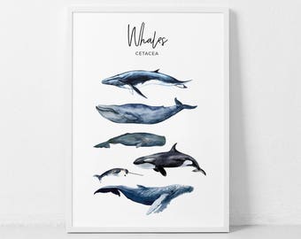 Lámina de ballenas en acuarela, Impresión de ballena, Póster de cetáceos, Arte de ballenas, Láminas de cetáceos, Arte marino, Decoración para habitación infantil, Arte mural de ballenas