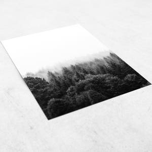 May include: A black and white photograph of a forest with fog in the background. The trees are tall and dense, and the fog creates a mysterious and ethereal atmosphere.