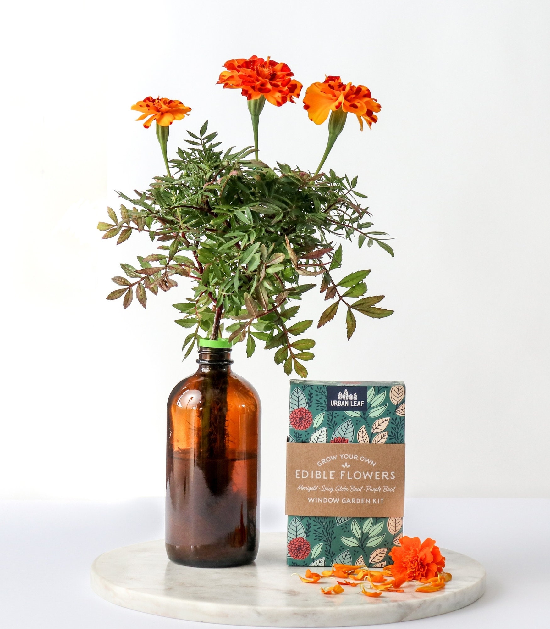 Kräuter Garten Kit Fenster Kräuter Garten Kit Indoor Kräuter | Etsy