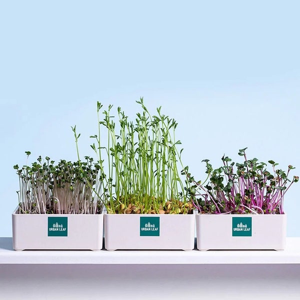 Organic Microgreens Growing Kit,  Microgreens Herb Garden, Indoor Microgreens Garden Kit, Organic Microgreens Seeds, Gardening Gift