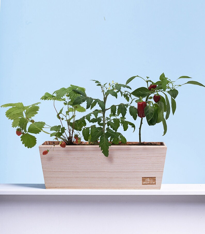 Herb Garden Kit Indoor Herb Garden Kit Gardening Gift Etsy