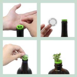 Herb Garden Kit, Window Herb Garden Kit, Indoor Herb Garden Kit, Indoor Wine Bottle Herb Plant Kits, Bottle Plant Kits, Gardening Gift image 7