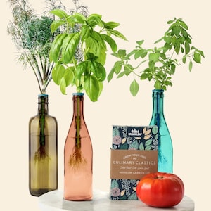 Herb Garden Kit, Window Herb Garden Kit, Indoor Herb Garden Kit, Indoor Wine Bottle Herb Plant Kits, Bottle Plant Kits, Gardening Gift Culinary Classics