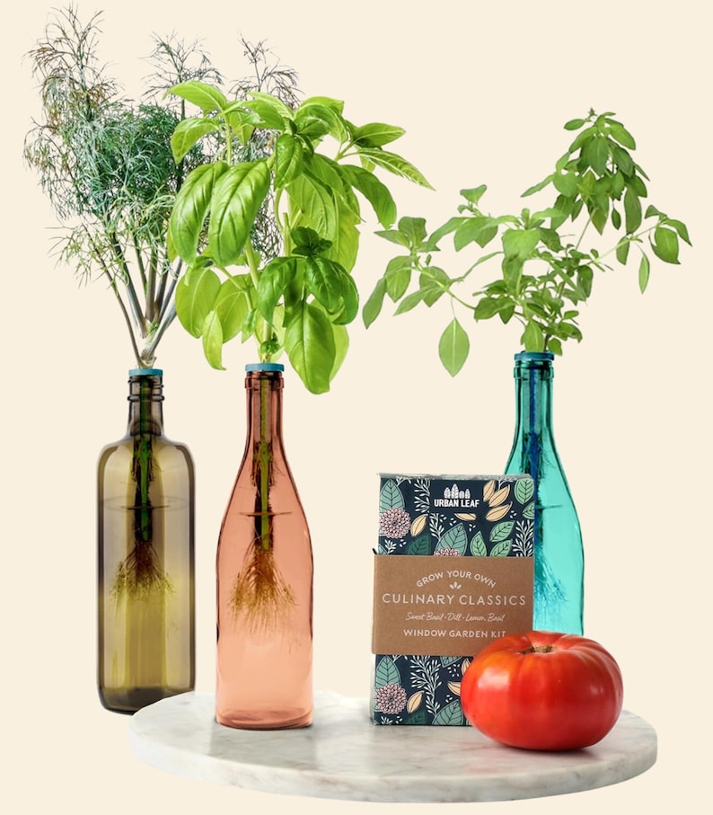 Herb Garden Kit, Window Herb Garden Kit, Indoor Herb Garden Kit, Indoor Wine Bottle Herb Plant Kits, Bottle Plant Kits, Gardening Gift Culinary Classics