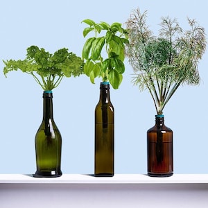 Herb Garden Kit, Window Herb Garden Kit, Indoor Herb Garden Kit, Indoor Wine Bottle Herb Plant Kits, Bottle Plant Kits, Gardening Gift image 8