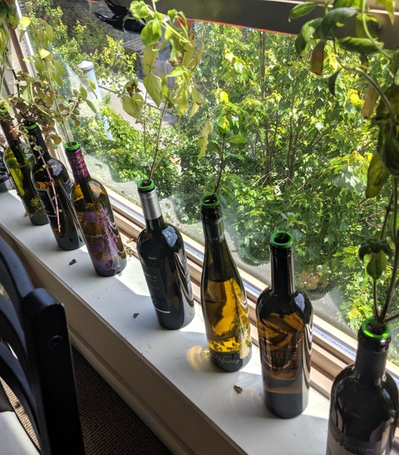 Herb Garden Kit, Window Herb Garden Kit, Indoor Herb Garden Kit, Indoor Wine Bottle Herb Plant Kits, Bottle Plant Kits, Gardening Gift image 3