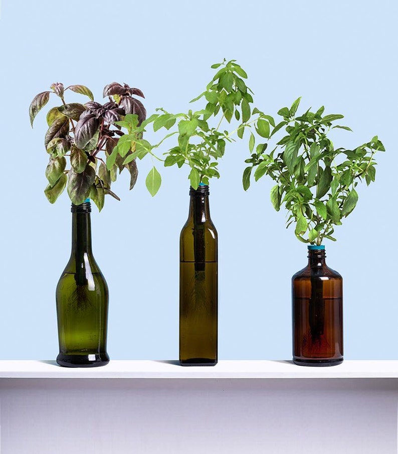 Herb Garden Kit, Window Herb Garden Kit, Indoor Herb Garden Kit, Indoor Wine Bottle Herb Plant Kits, Bottle Plant Kits, Gardening Gift Exotic Basil