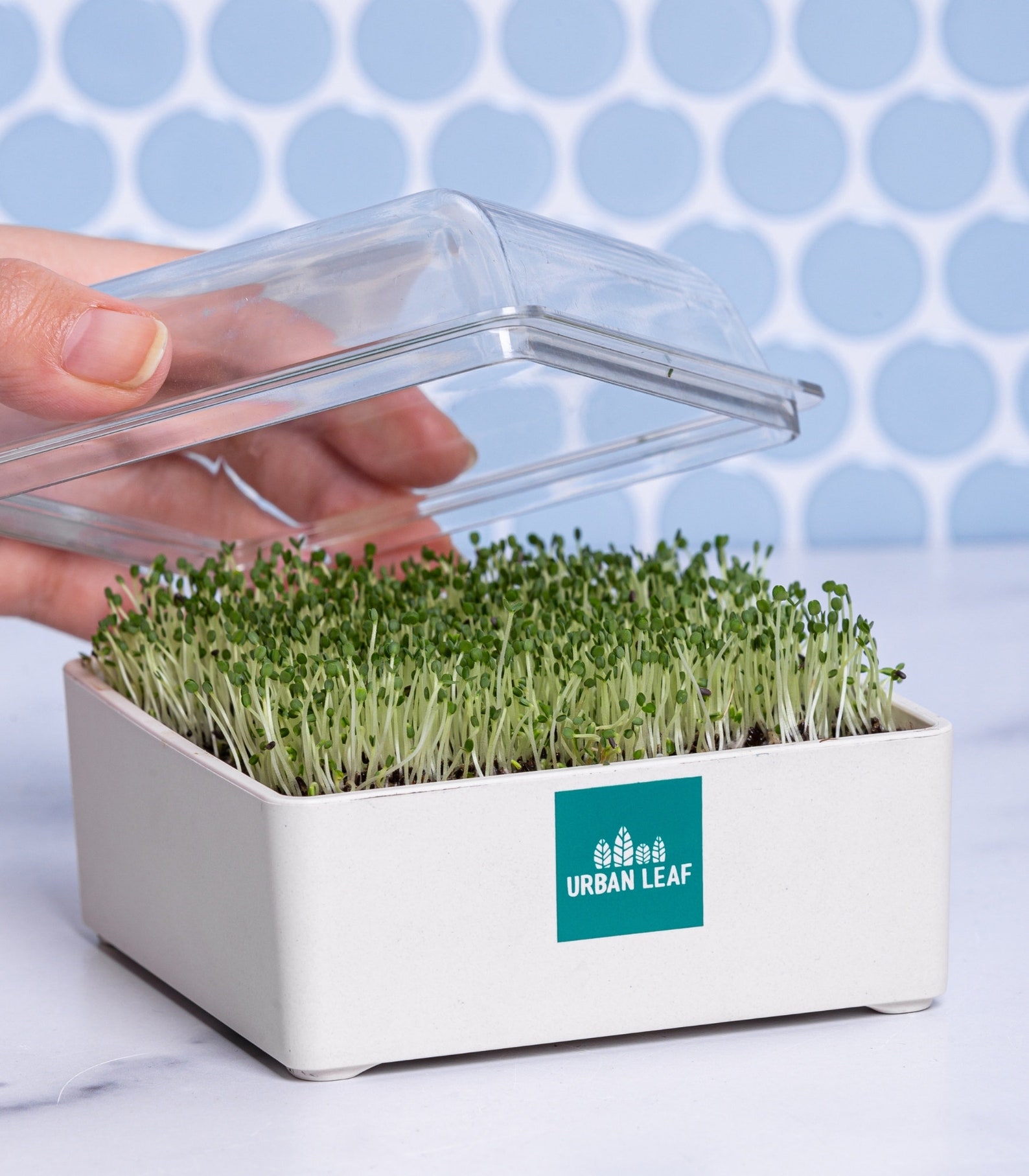 Organic Microgreens Growing Kit Microgreens Grow Kit Etsy