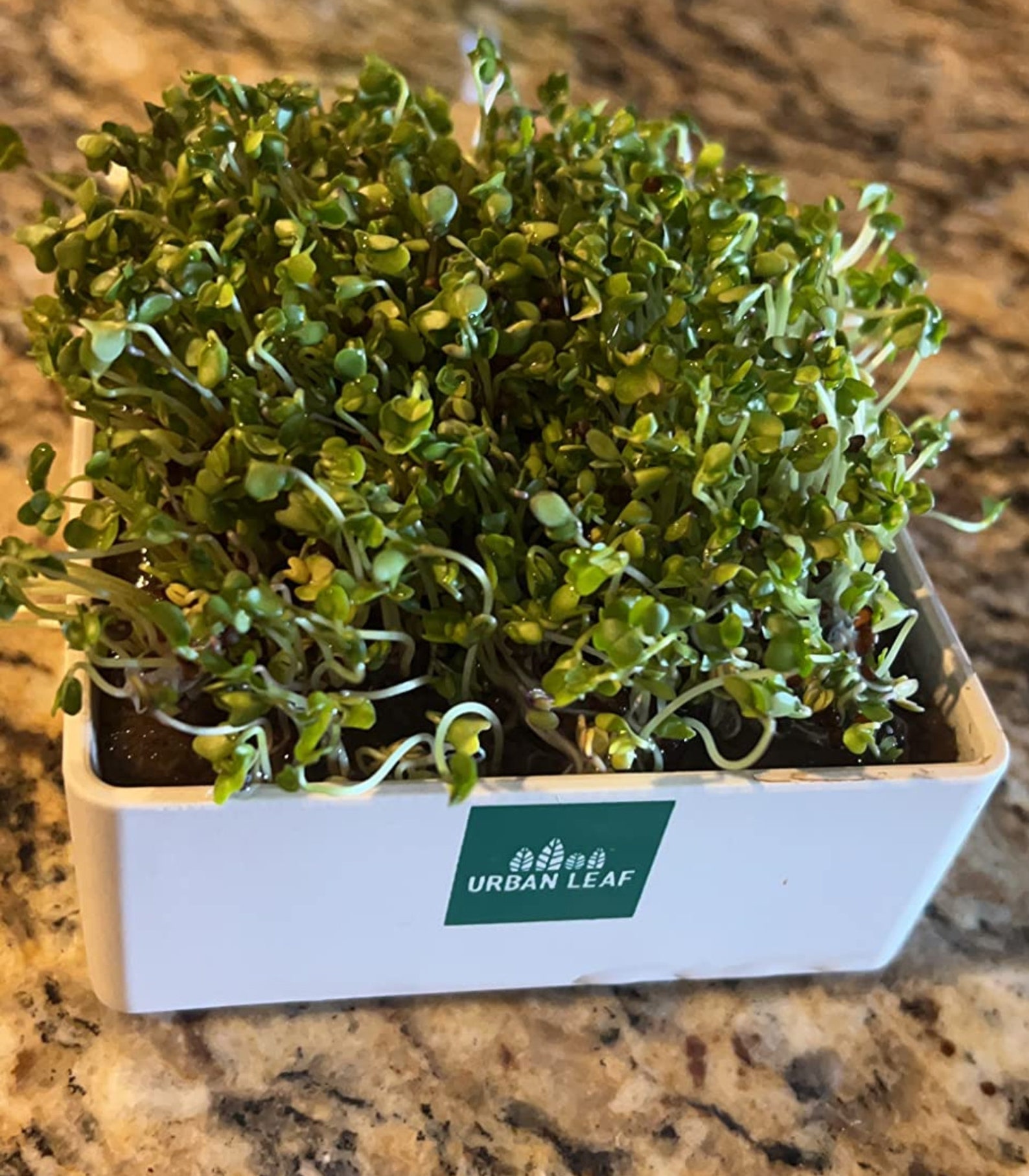 Organic Microgreens Growing Kit Microgreens Herb Garden Etsy