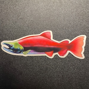 Sockeye Salmon