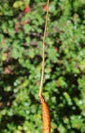 Za Baobab Seedling (Adansonia Za) - Dormant