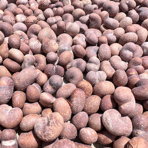 African Baobab Seeds (Adansonia Digitata)