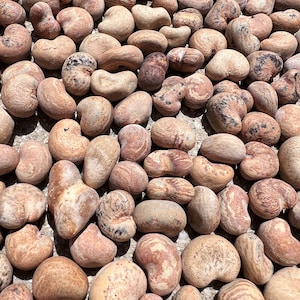 Australian Baobab Seeds (Adansonia Gregorii)