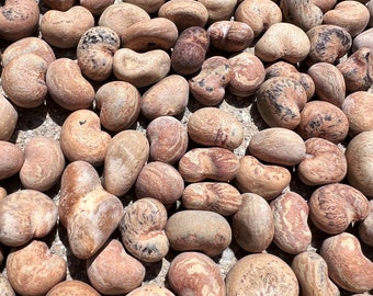 Australian Baobab Seeds (Adansonia Gregorii)