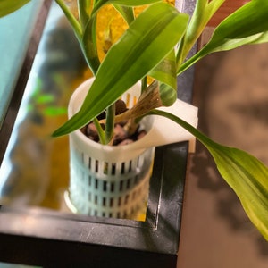 hydroponic planter for 1” lip fish tank