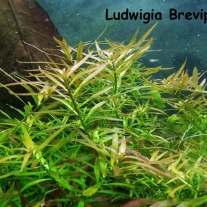 May include: Close-up of aquatic plant, Ludwigia Brevipes, with vibrant green and yellow-green leaves. The plant has long, slender stems and is densely packed. A large, brown leaf is visible in the background. The text "Ludwigia Brevipes" is displayed.