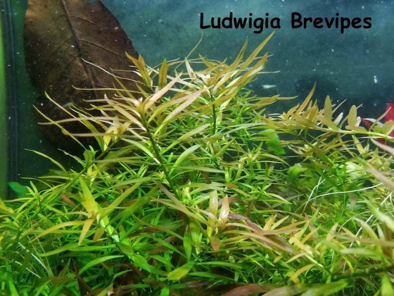 Live Aquarium Plants Package 15 Mixed Plants for Fresh Water Etsy