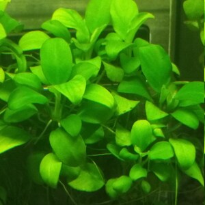 May include: Bright green aquatic plant with rounded leaves. The plant has multiple stems and roots, suggesting it is a live plant. The background is a blurred wooden surface, likely the inside of an aquarium.