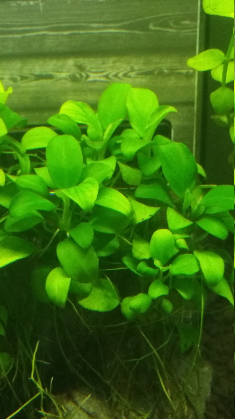 May include: Bright green aquatic plant with rounded leaves. The plant has multiple stems and roots, suggesting it is a live plant. The background is a blurred wooden surface, likely the inside of an aquarium.