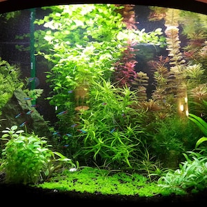 Live Aquarium Plants Package 15 mixed plants for fresh water beginner fish tank