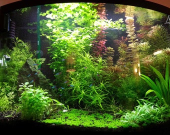 Live Aquarium Plants Package 15 mixed plants for fresh water beginner fish tank