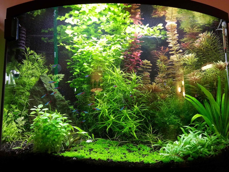 May include: A lush, vibrant aquarium scene filled with various green aquatic plants and a few small, colorful fish. The tank is well-lit, showcasing the different textures and shades of green in the plants.