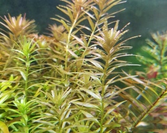 Live Aquarium Plants - Rotala Rotundifolia 6 cut stems Beginner Fresh water Live plants