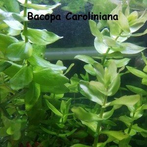 May include: Close-up of Bacopa Caroliniana aquatic plant with vibrant green leaves. The plant is submerged in water, showcasing its lush foliage. The image highlights the plant's texture and form, ideal for aquarium enthusiasts.