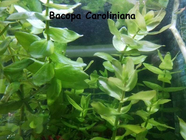 May include: Close-up of Bacopa Caroliniana aquatic plant with vibrant green leaves. The plant is submerged in water, showcasing its lush foliage. The image highlights the plant's texture and form, ideal for aquarium enthusiasts.