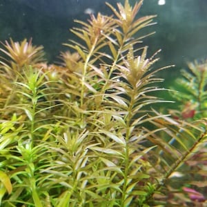 May include: Close-up of Rotala rotundifolia aquatic plants. The plants have long, slender stems with small, pointed leaves. The leaves are a mix of green and reddish-brown, with some water droplets visible. The text "Rotala rotundifolia" is at the top.
