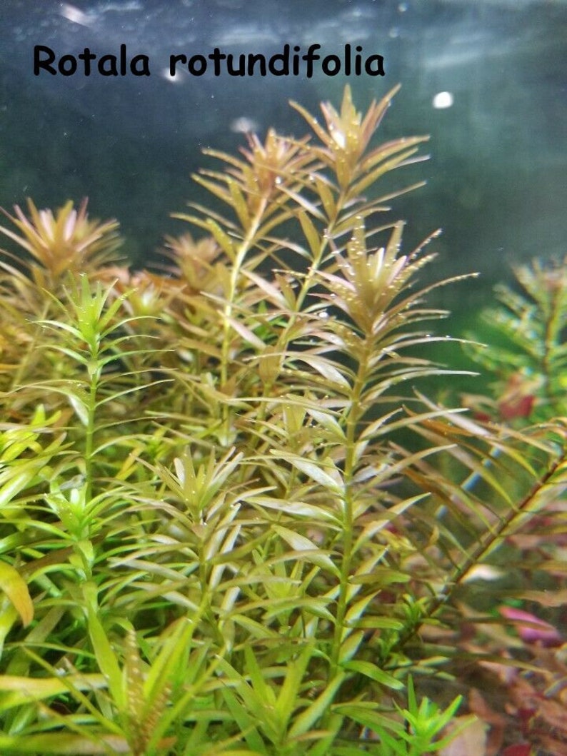 May include: Close-up of Rotala rotundifolia aquatic plants. The plants have long, slender stems with small, pointed leaves. The leaves are a mix of green and reddish-brown, with some water droplets visible. The text "Rotala rotundifolia" is at the top.