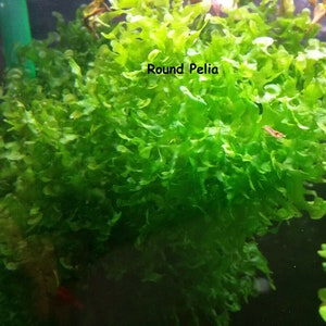 May include: A vibrant green aquatic plant, Round Pelia, is the focal point of this image. The plant has a dense, textured appearance, with small, rounded leaves. The text "Round Pelia" is visible. Other aquatic plants are also visible.